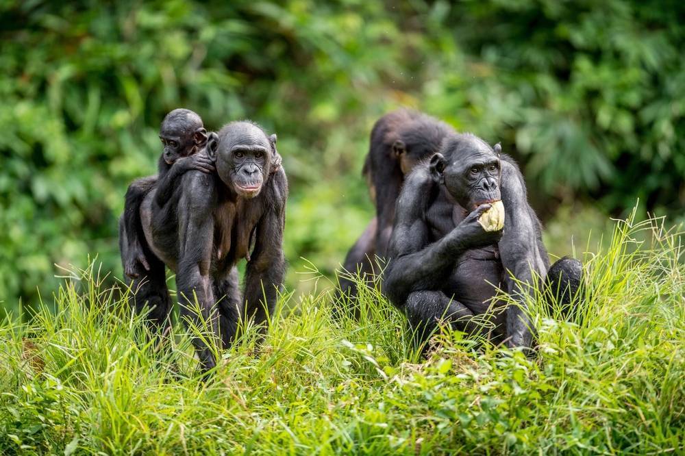 Шимпанзе – фото, описание, ареал, рацион, популяция