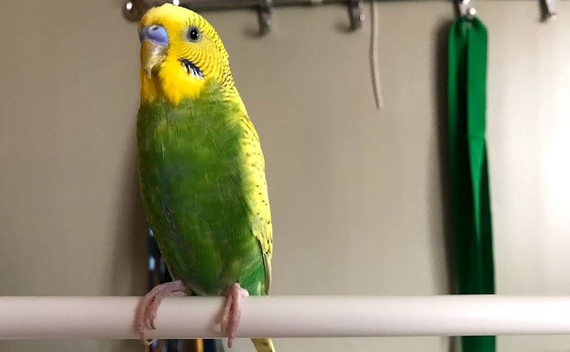 Домашние попугаи – советы по выбору попугая