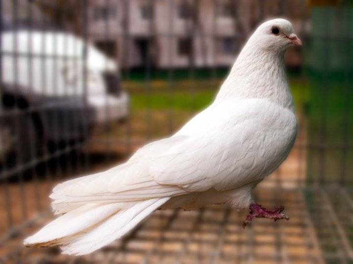 Свердловские высоколетные голуби урала: международные выставки, кормление и уход за голубятней