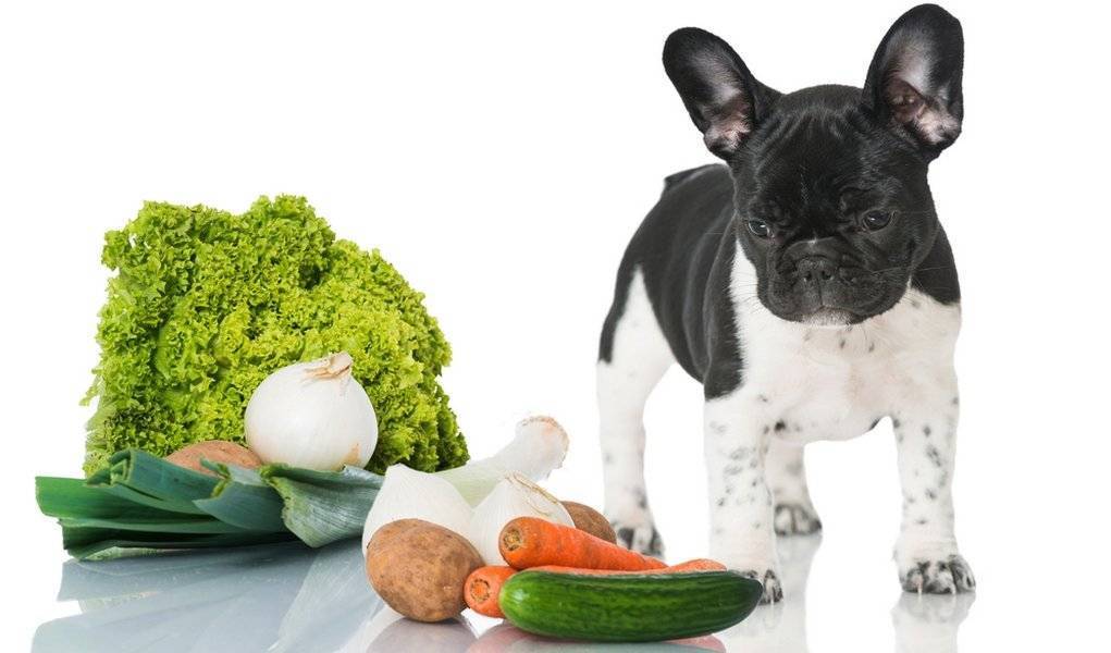 Овощи для собак: какие можно, а какие нельзя