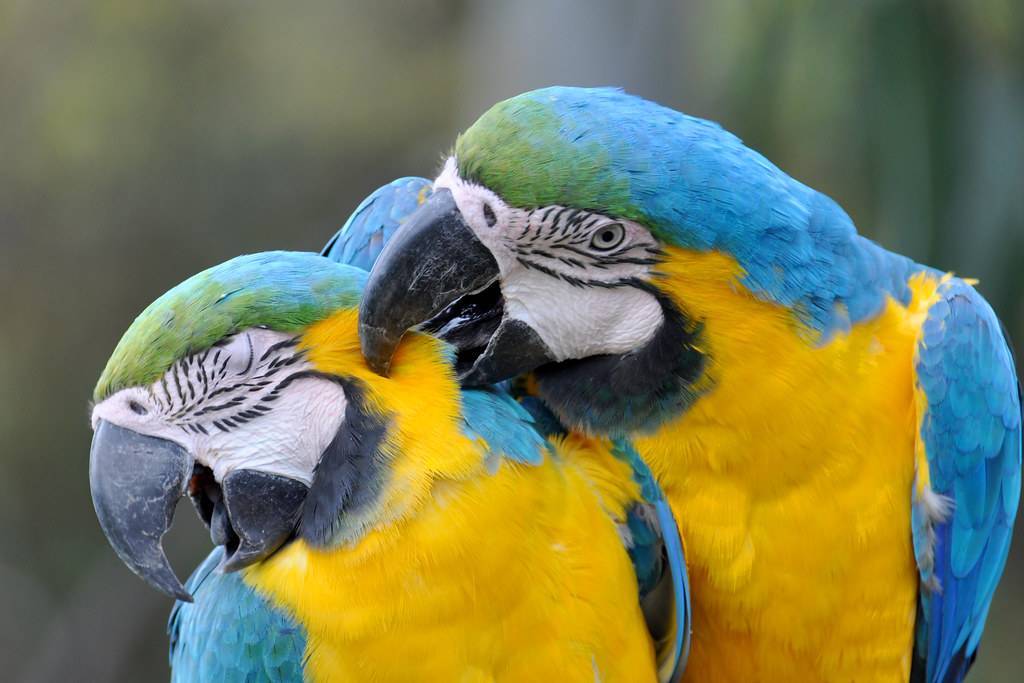 Самые интересные факты про попугаев
