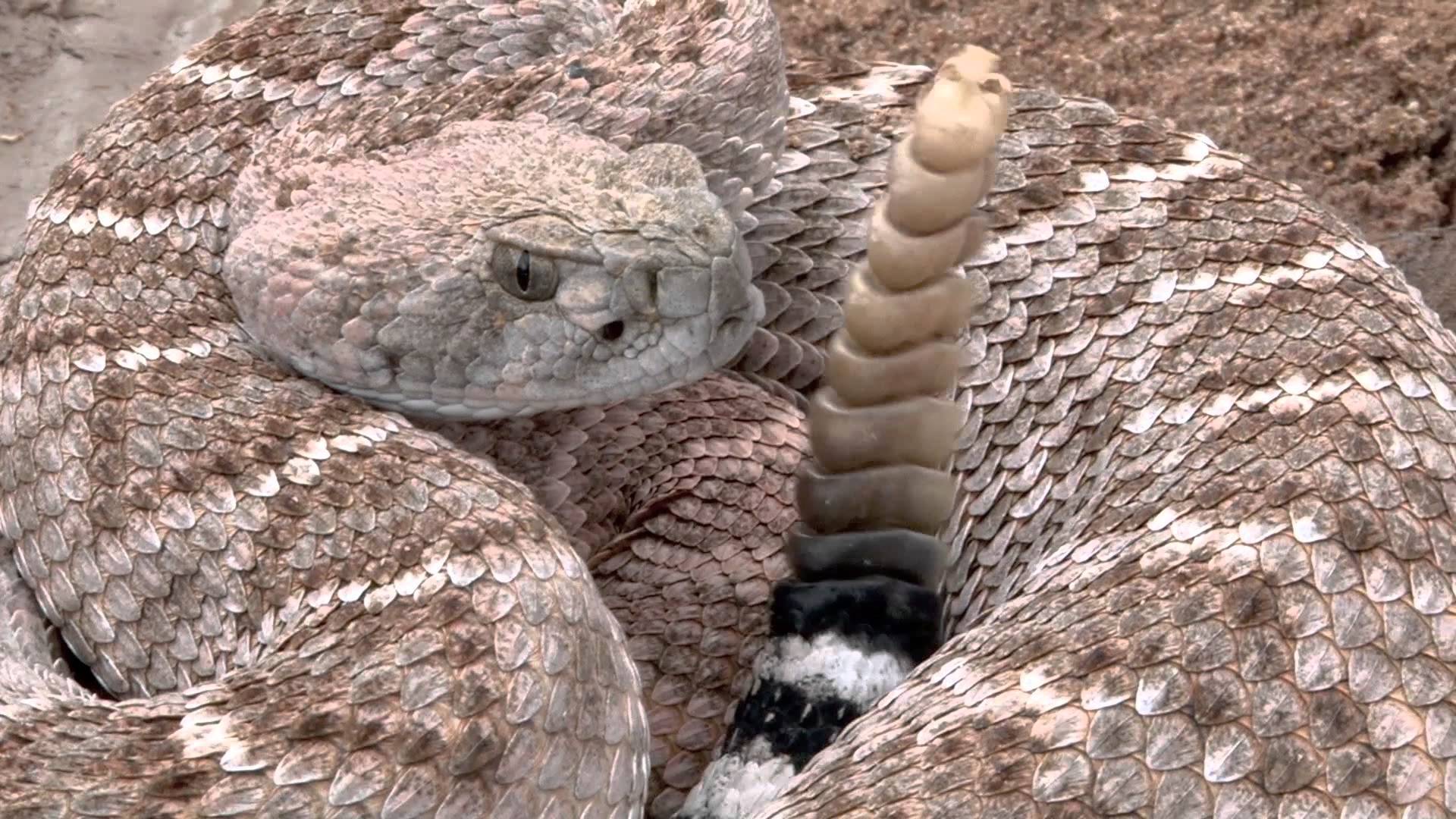 Гремучая змея - фото, описание, ареал, питание, враги