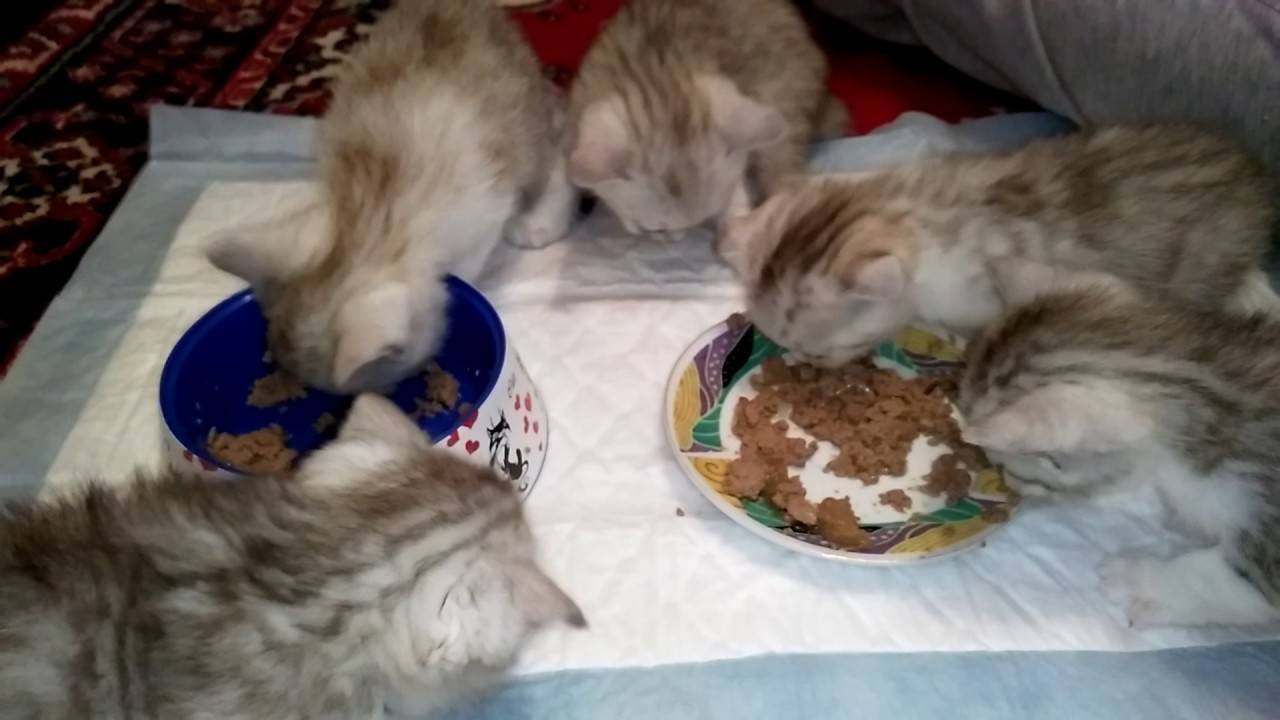 Чем кормить котенка в 1 месяц: с кошкой (мамой) и без, в домашних условиях