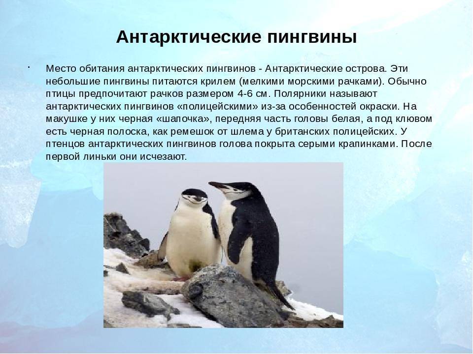 Пингвины: все самое интересное о повадках, образе жизни