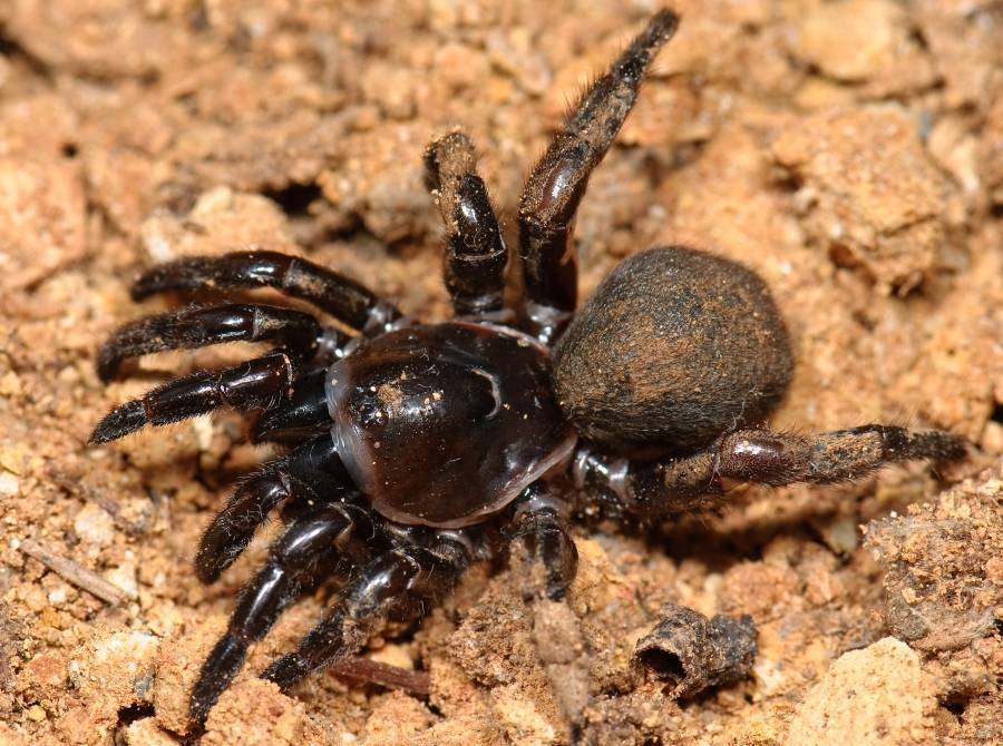 Класс паукообразные. отряды: пауки, скорпионы и клещи. строение и размножение паука-крестовика