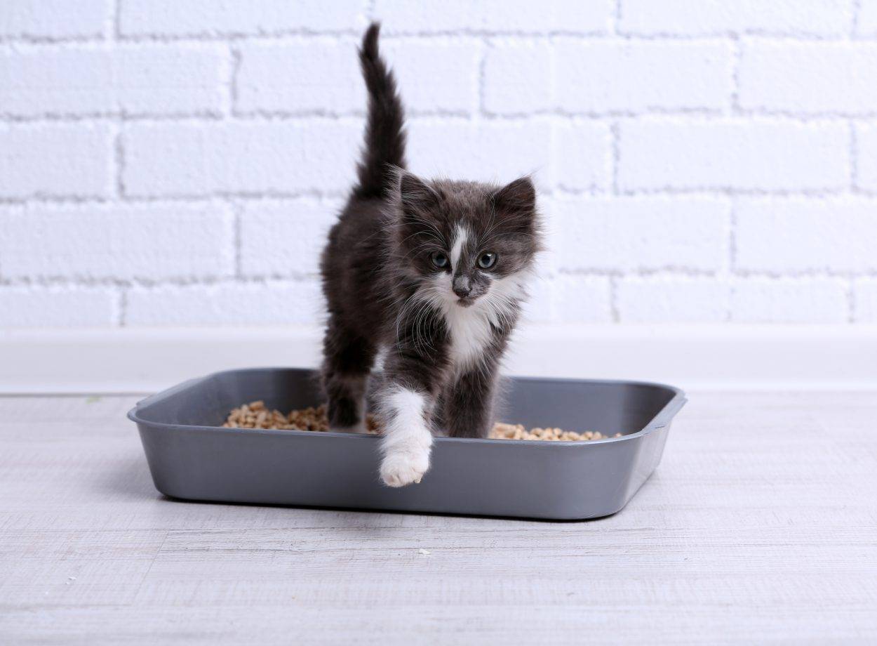 Как приучить котенка к лотку за 1 день: пошаговая инструкция