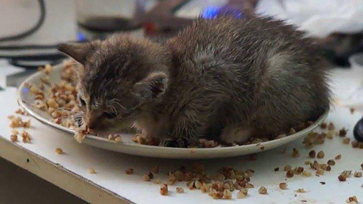 Какие опасности и болезни могут быть у кошки, если она ловит и ест мышей