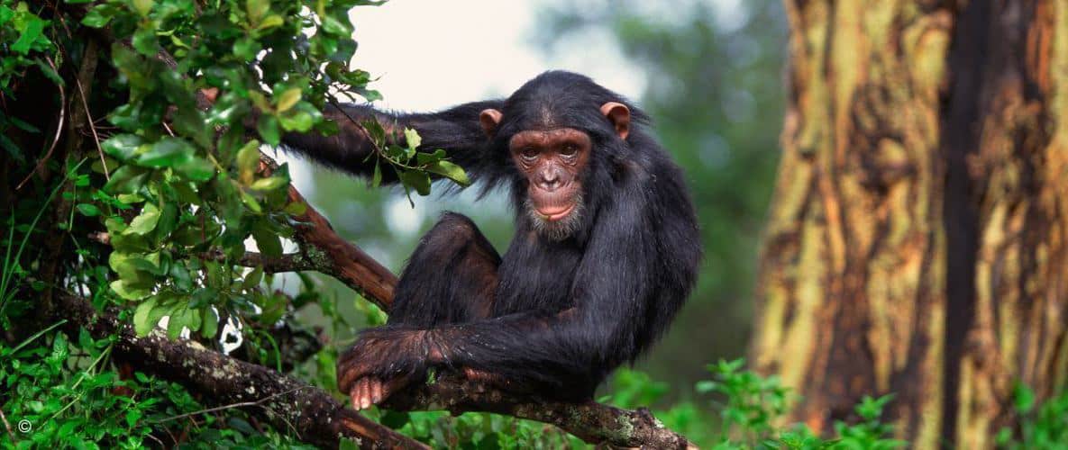Орангутаны – фото, описание, ареал, рацион, враги, популяция