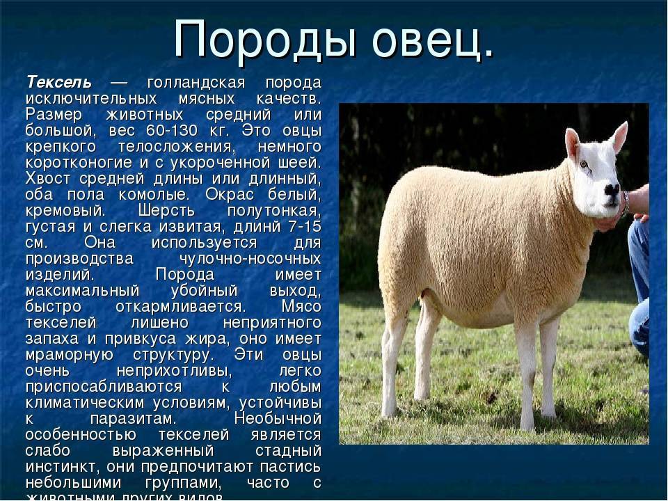 Овцы породы «Тексель», особенности выращивания