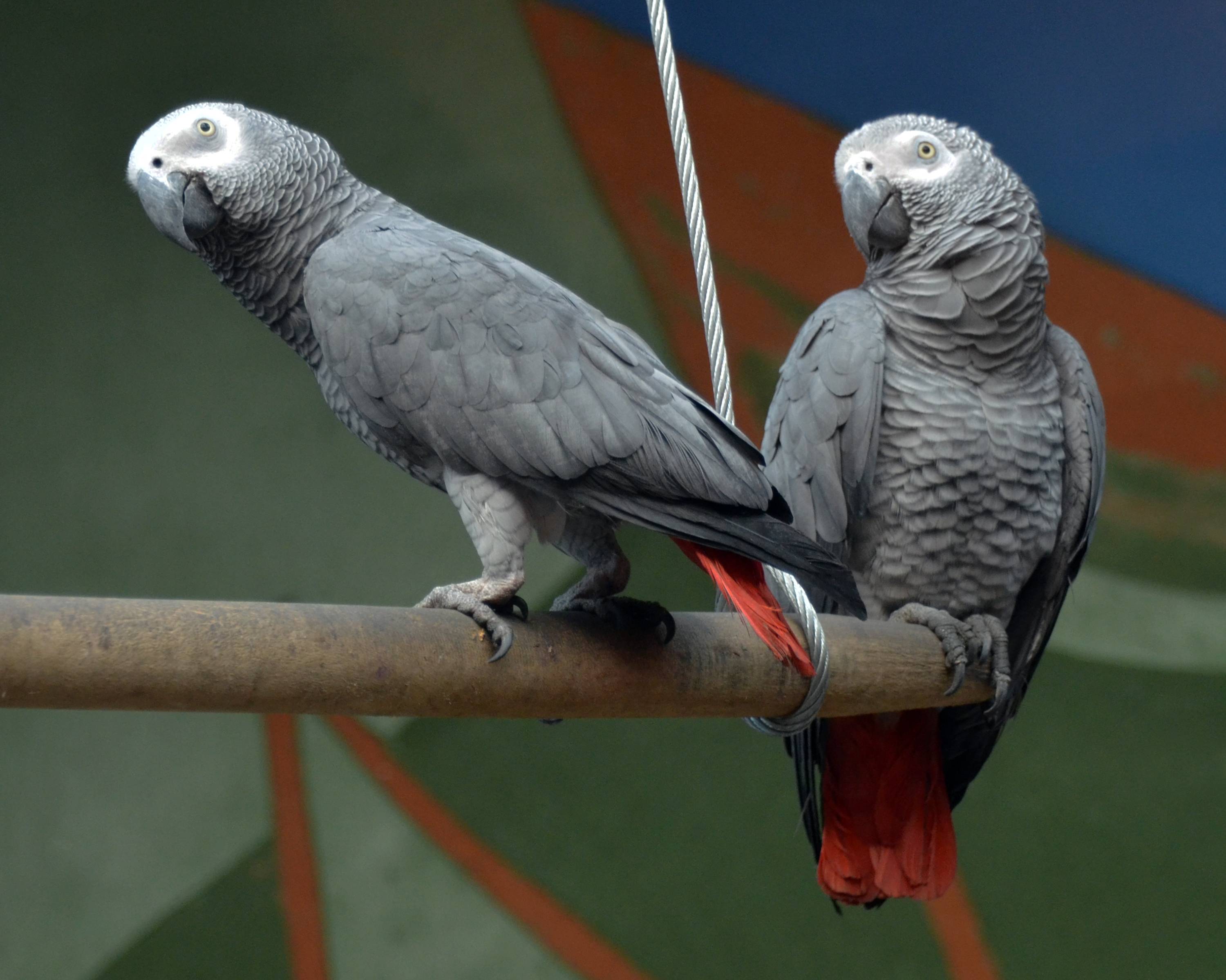Попугай жако: фото, описание, среда обитания, образ жизни