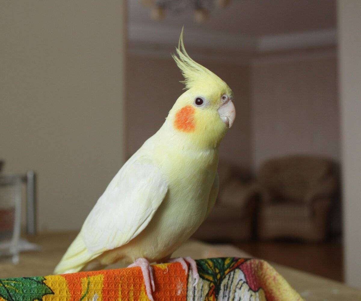 Интересные факты о попугаях корелла | vivareit