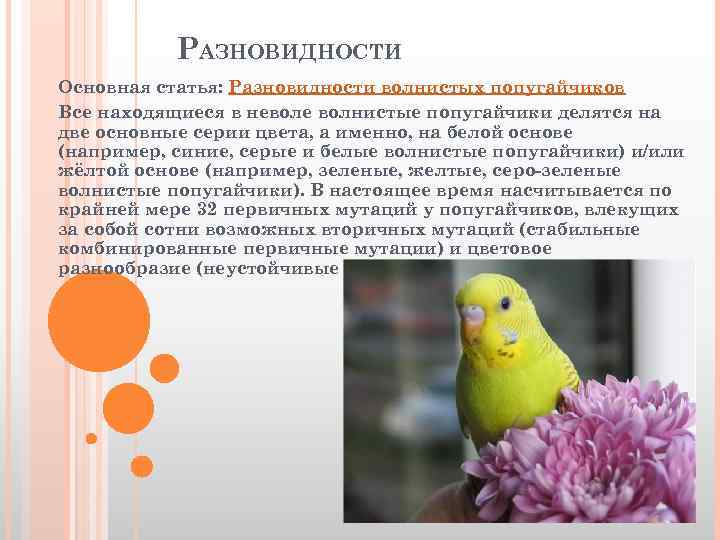 Волнистый попугай — как ухаживать? подробное описание, виды, фото, видео!