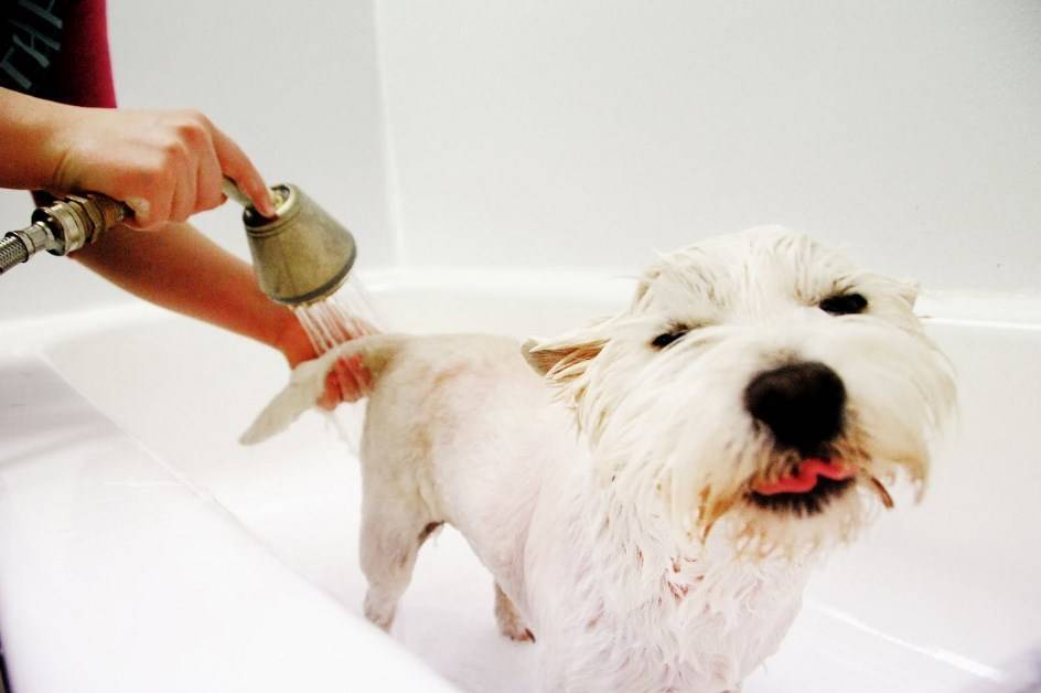 Как часто мыть собаку – советы и рекомендации