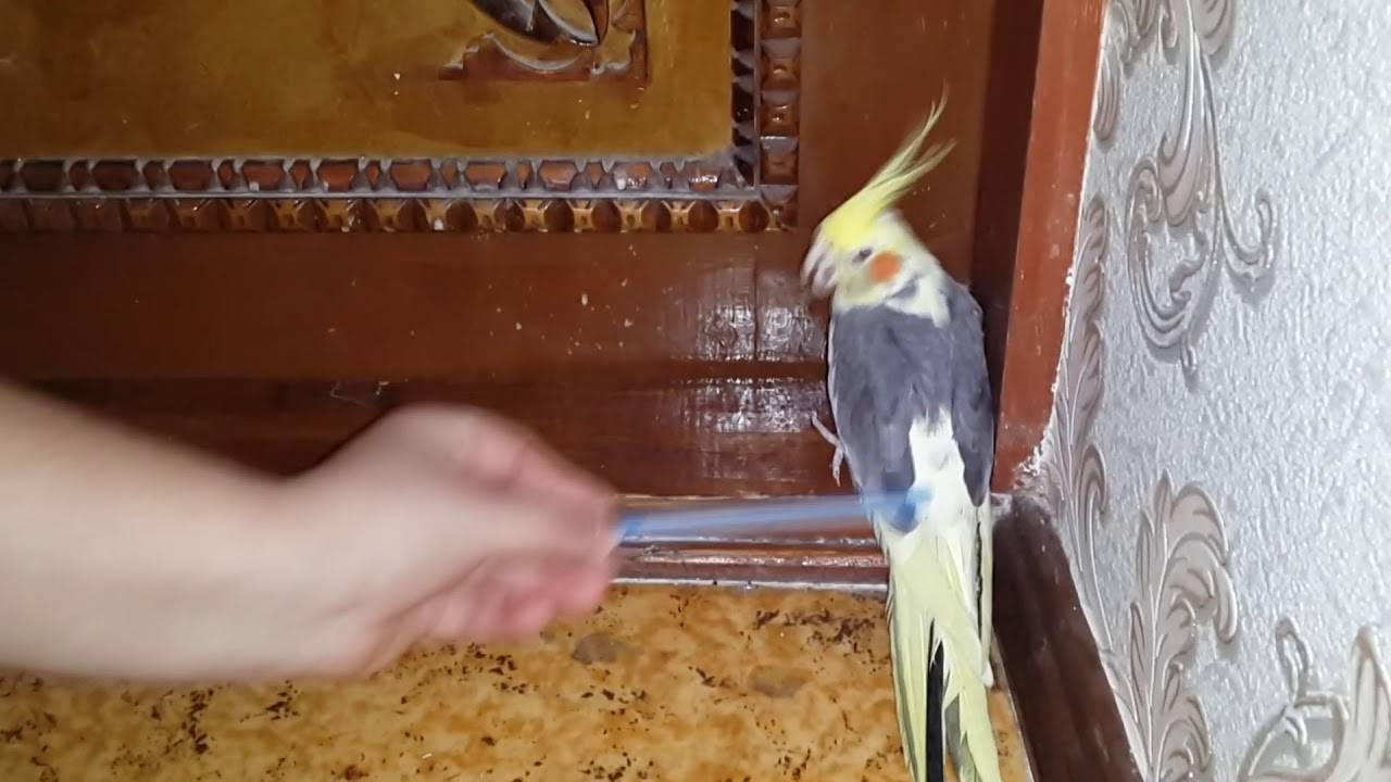 Советы, как приручить попугая кореллу к рукам. способы приручения едой, игрушками