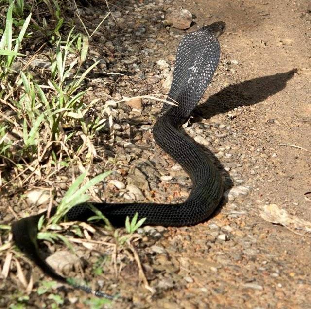 Ядовитая змея кобра (описание, питание, ареал обитания)