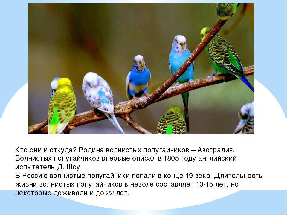 Родина волнистых попугаев: откуда родом птицы по сведениям википедии, где живут и обитают в природе