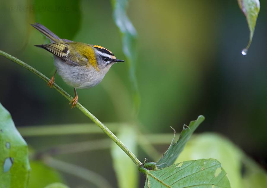 Топ 16 самых маленьких птиц в мире – список видов, характеристика и фото