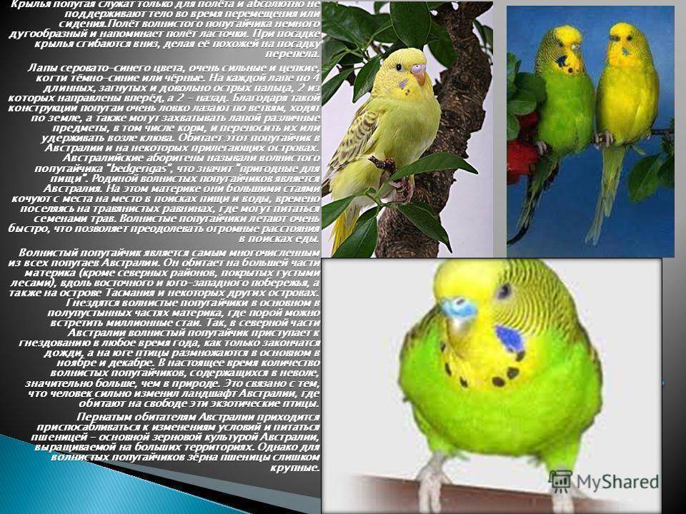 Выставочные волнистые попугаи всех цветов радуги: разновидности и фото пернатых