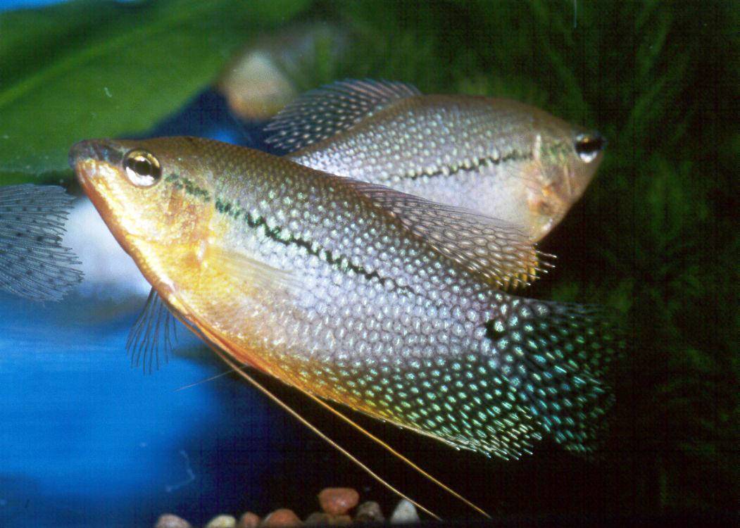 Рыбки гурами: виды с фото, содержание и размножение