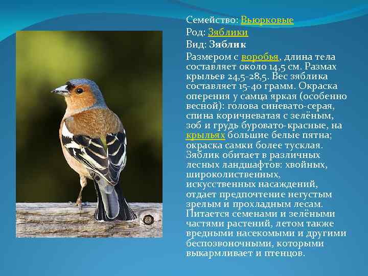 Болотная птица бекас обыкновенный. фото и видео