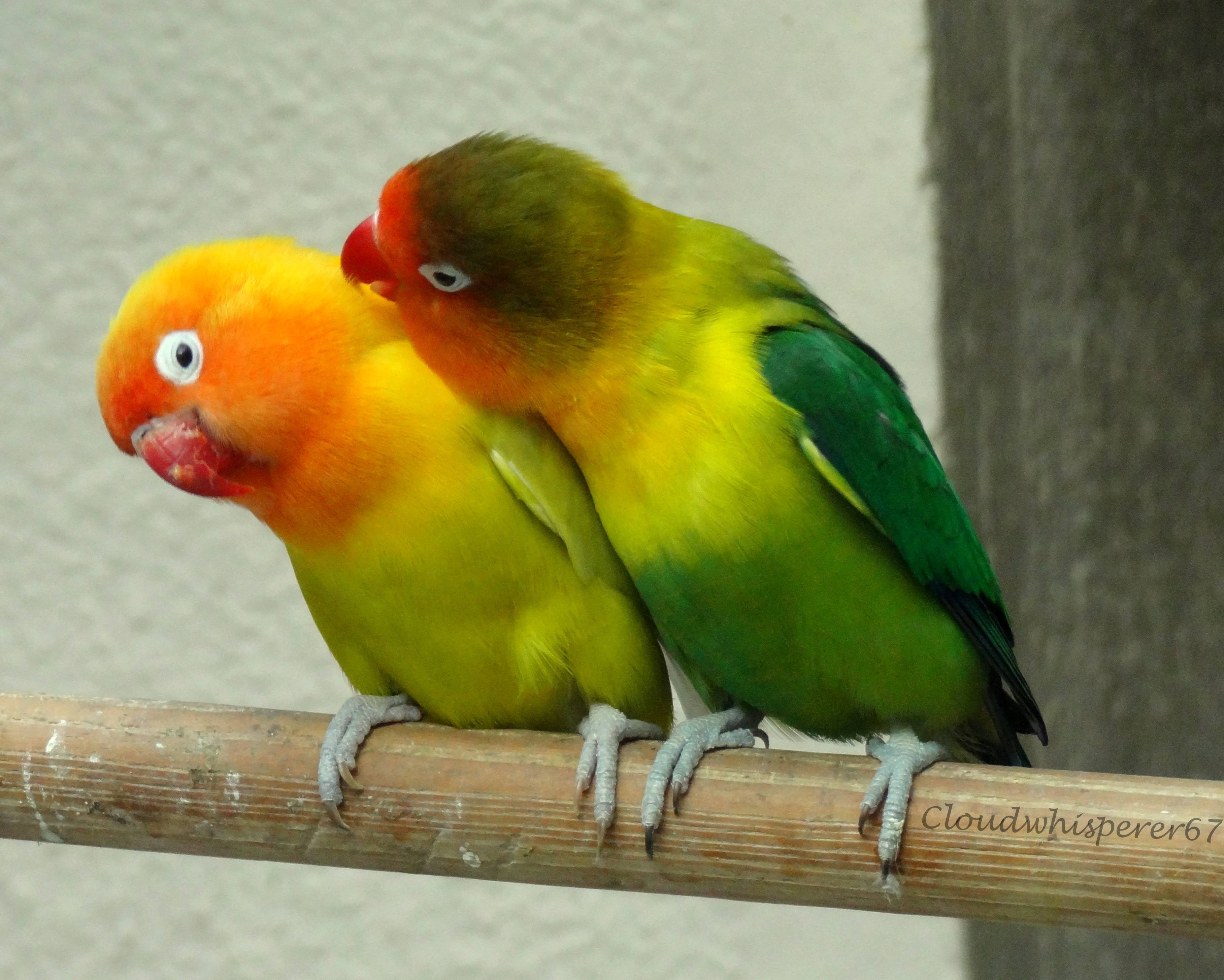 Неразлучники попугаи: основные виды, ареал обитания, повадки