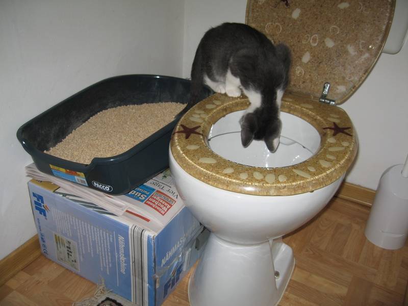 Как приучить дворовую кошку к домашнему туалету