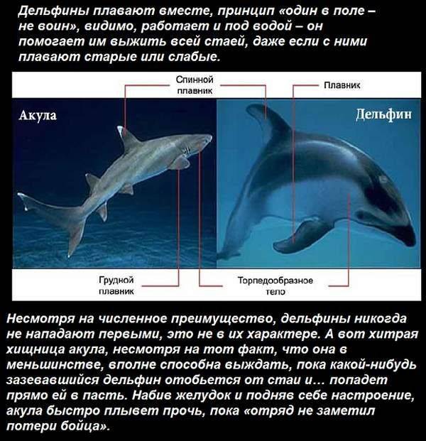 Почему акулы боятся дельфинов – факты и мифы