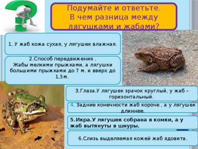 Лягушка и жаба: сходство и различие