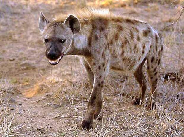 Гиена: фото животного. пятнистая гиена в природе.
