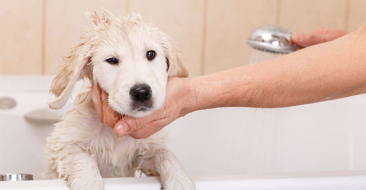 Как часто можно купать собаку и как правильно это делать