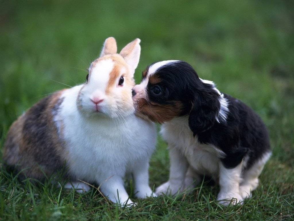 Основные правила содержания кролей | кролиководство - все о кроликах