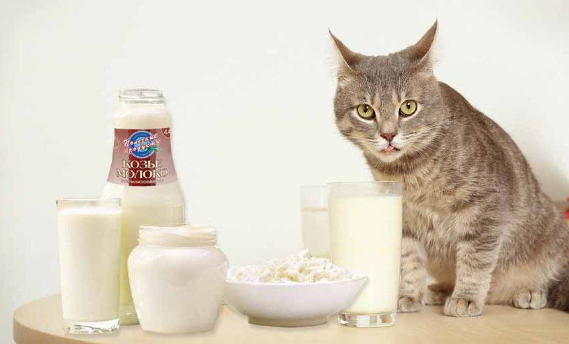 Можно ли кошкам молоко