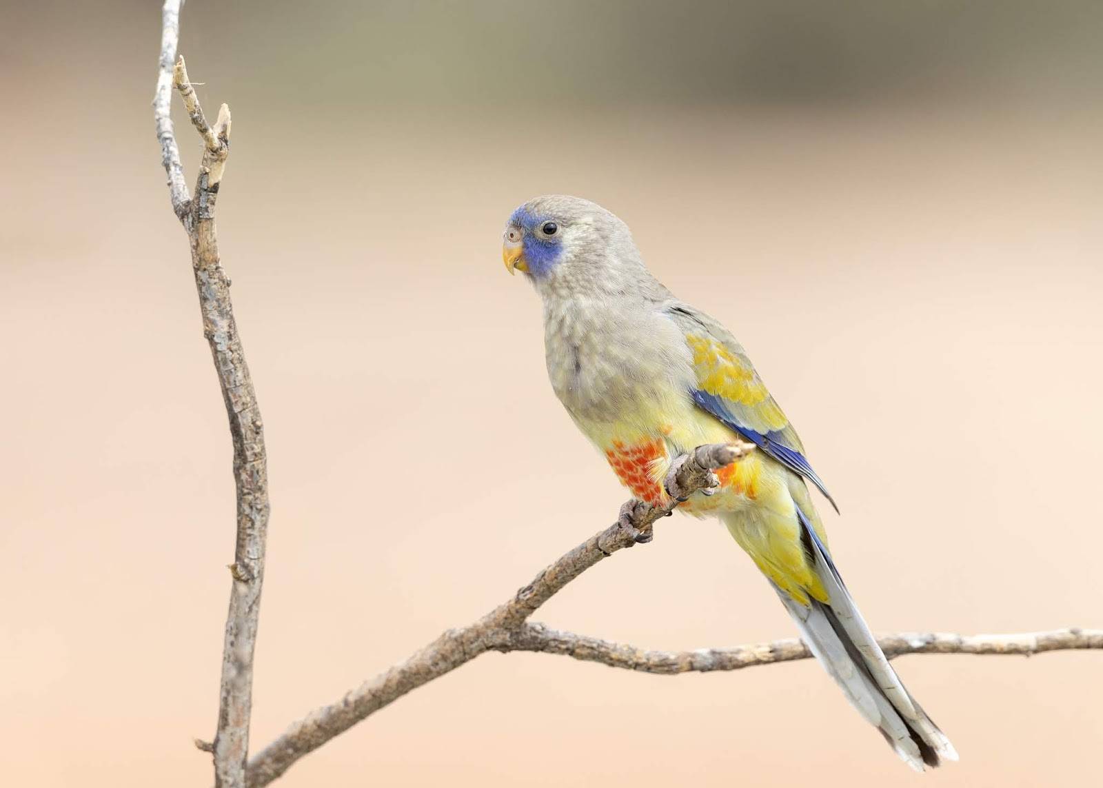 Певчий попугай: описание, виды, содержание в домашних условиях