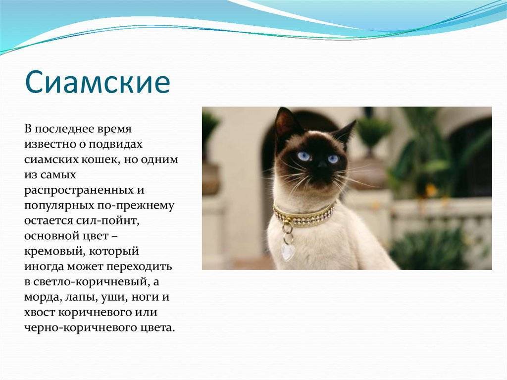 Сиамская кошка: фото, видео, о породе, характере, здоровье