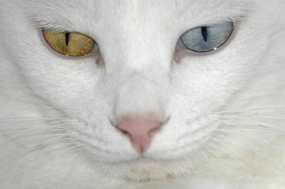 Белая кошка с разными глазами - какая порода