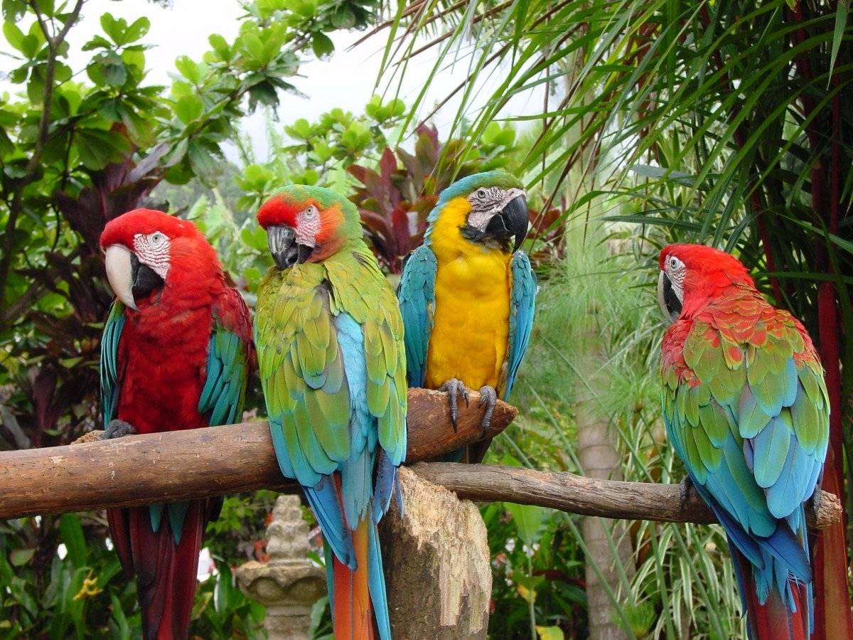Самые интересные факты про попугаев | vivareit