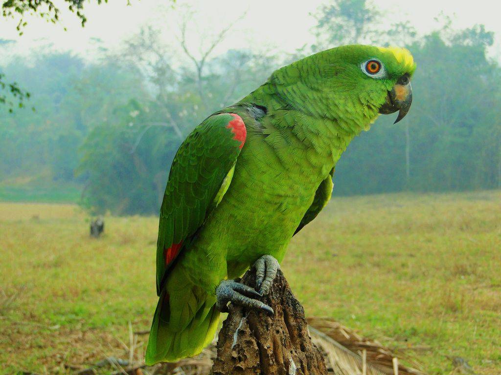 Попугай амазон. образ жизни и среда обитания попугая амазон