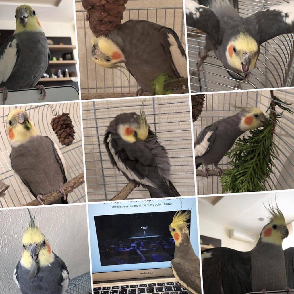 Попугаи корелла: отзывы и содержание в домашних условиях
