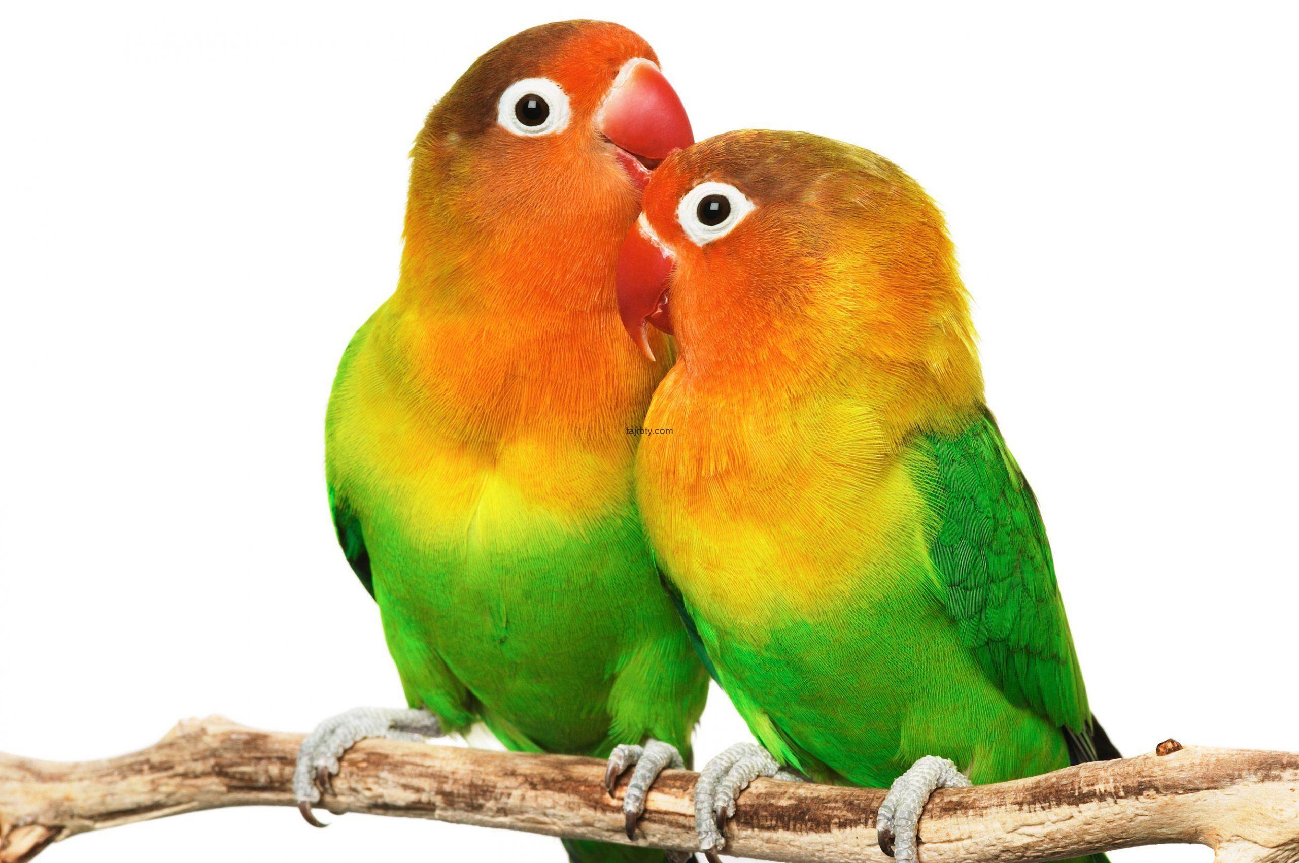 Все что нужно знать о говорящих попугаях: рассказываем развернуто
