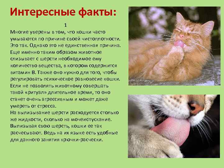 Самые интересные факты о кошках. необычные факты о кошках :: syl.ru