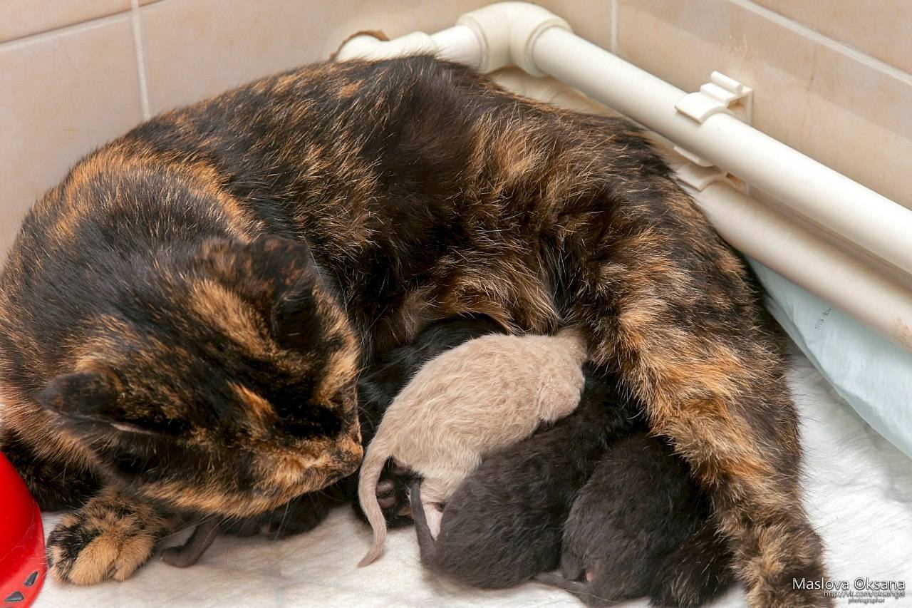 Как ухаживать за беременной кошкой? | блог ветклиники "беланта"
