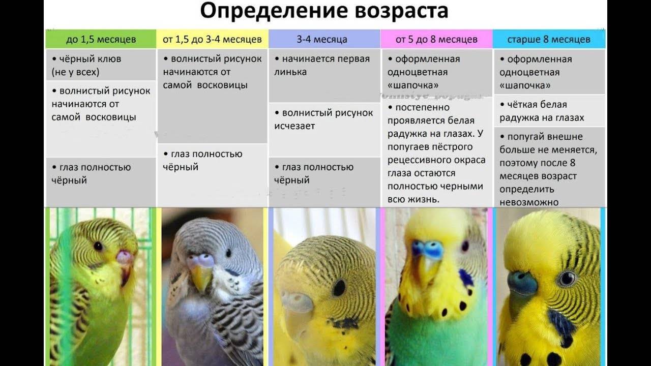 Какие виды попугаев говорят лучше всех