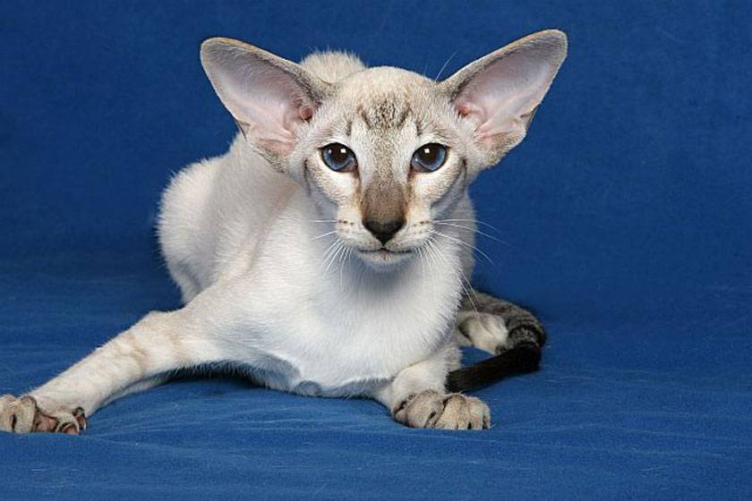 Британская короткошерстная кошка - фото, описание породы, характер