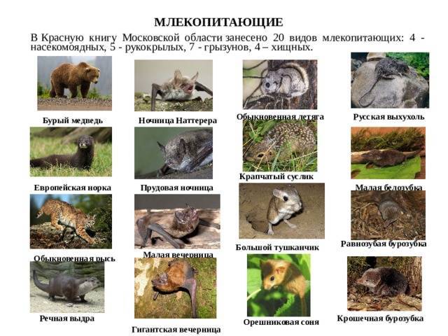 Охотничьи животные московской области | выживание в дикой природе