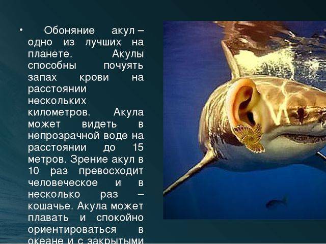 Редкие животные из красной книги. акула-домовой или акула-гоблин - хвастунишка
 - 20 мая
 - 43821503059 - медиаплатформа миртесен