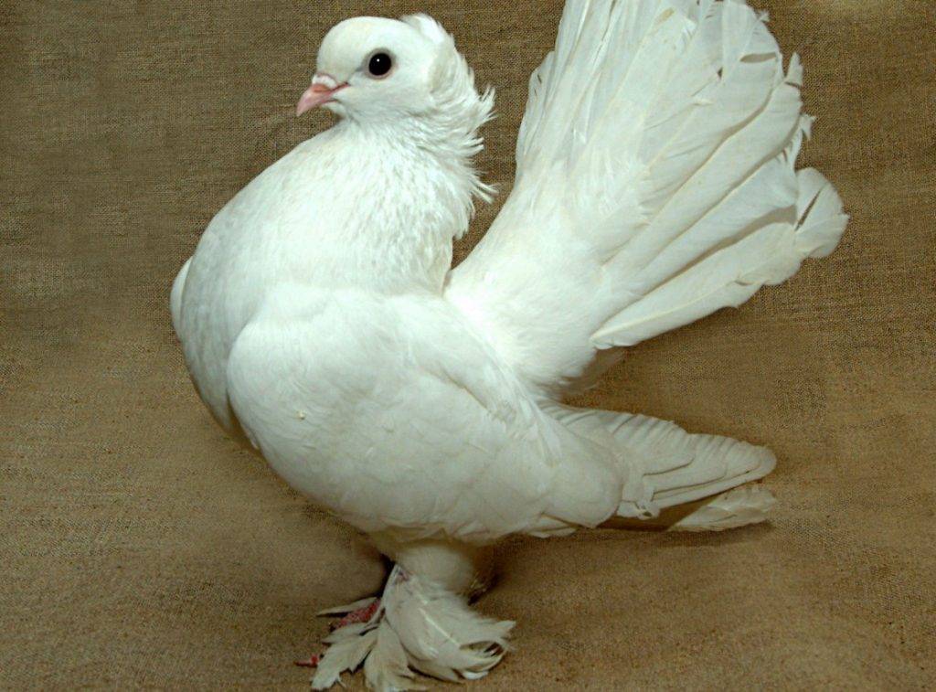 Породы бойных голубей: фото, описание и видео