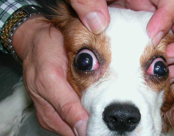 Почему у собаки красные глаза? | блог ветклиники "беланта"