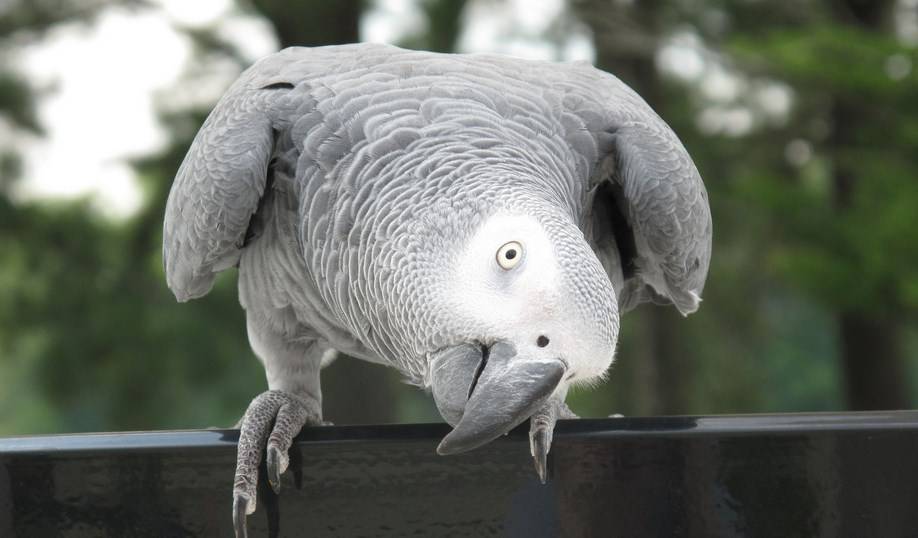 5 видов умных попугаев, которых можно держать дома