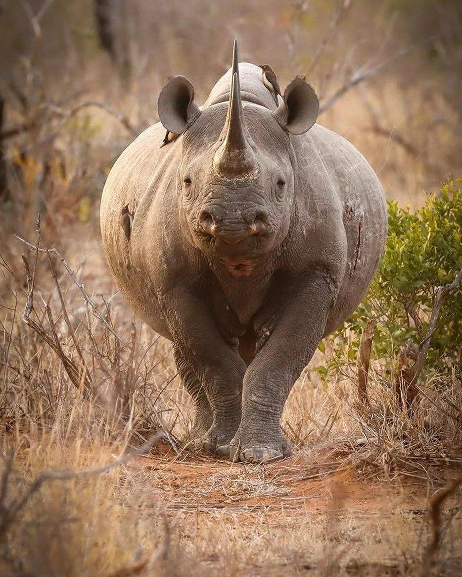 Чёрный носорог / diceros bicornis