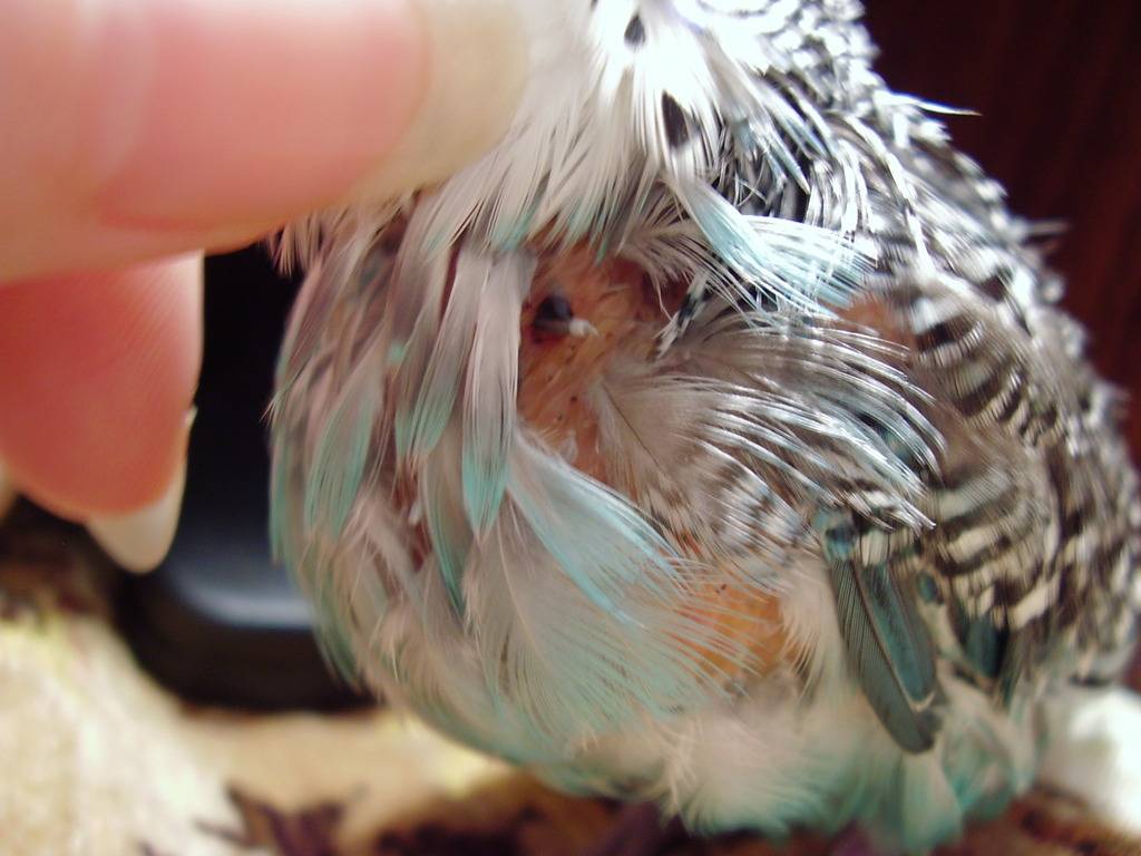 Почему ожереловый попугай выщипывает у себя перья